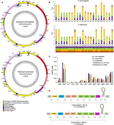 Complete Mitochondrial Genomes of Paedocypris micromegethes and Paedocypris carbunculus Reveal Conserved Gene Order and Phylogenetic Relationships of Miniaturized Cyprinids